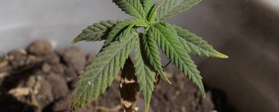 Plantas de cannabis en el hogar: las mejores semillas y recursos para su cultivo