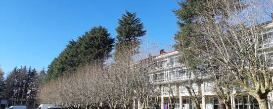 Rexeitan as tallas indiscriminadas de árbores da Universidade de Santiago