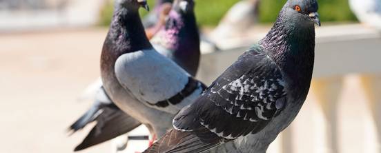 La solución para erradicar la plaga de palomas a un solo click